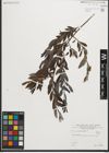 Foto von Salix purpurea L.